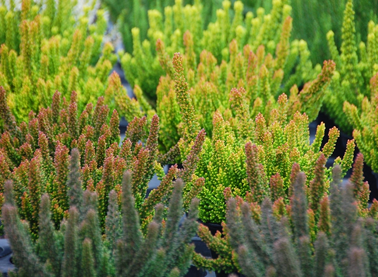 Calluna vulgaris